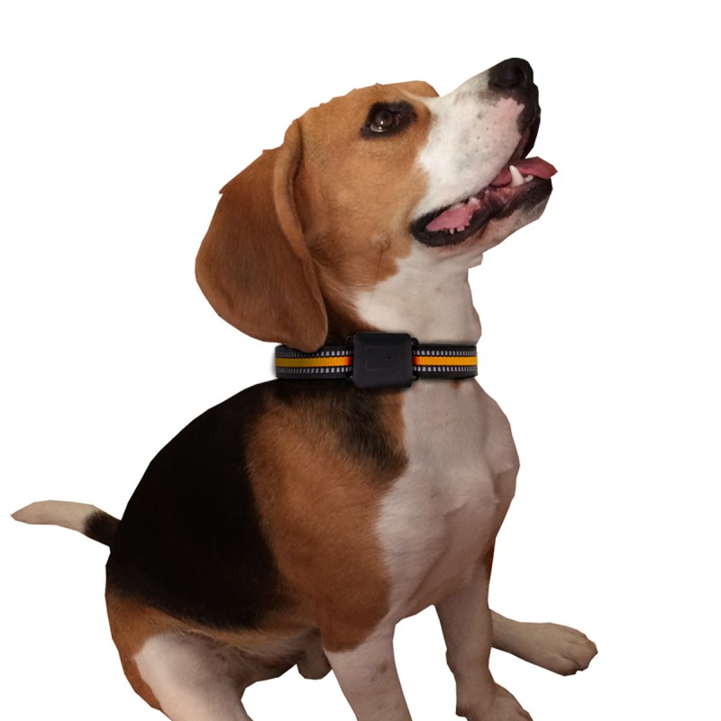 Collier GPS pour chiens et chats - Sans abonnement